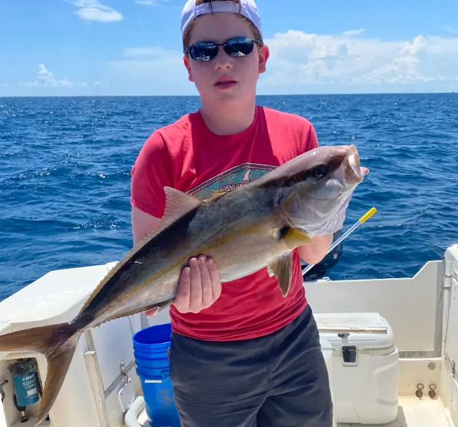 cobia caught on sarasota nearshore fishing charter